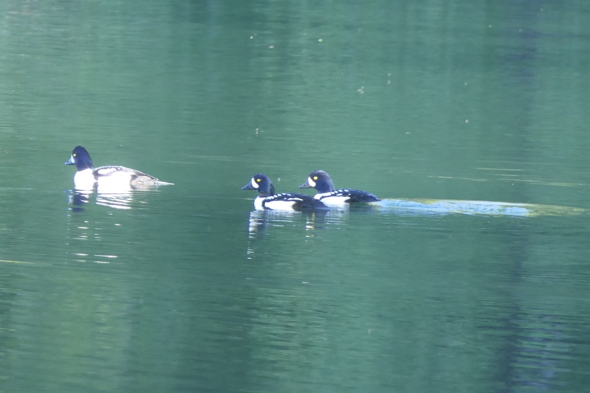 Barrow's Goldeneye - ML620274492