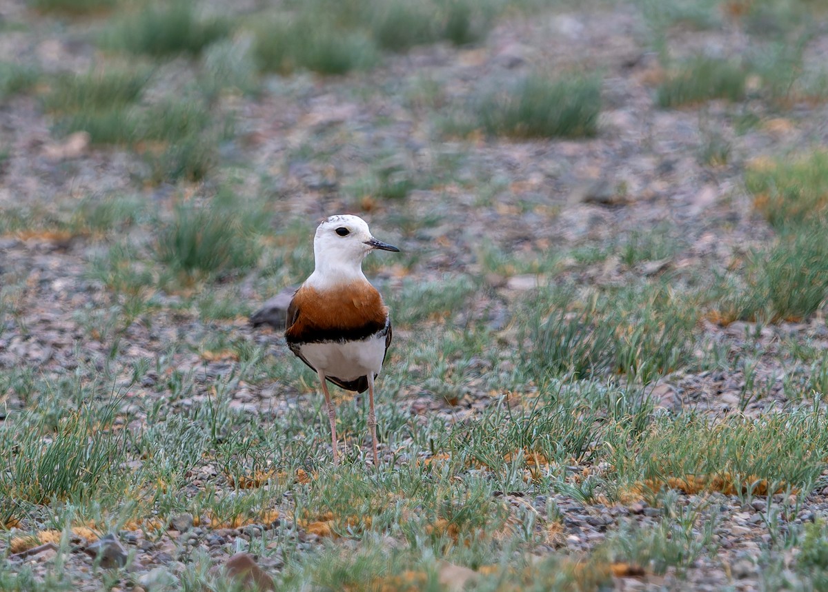 Oriental Plover - ML620274507