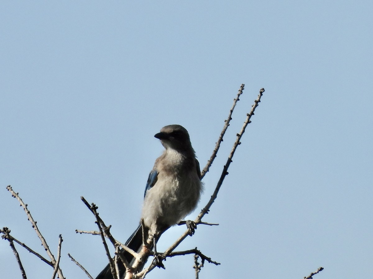 Florida Scrub-Jay - ML620274509