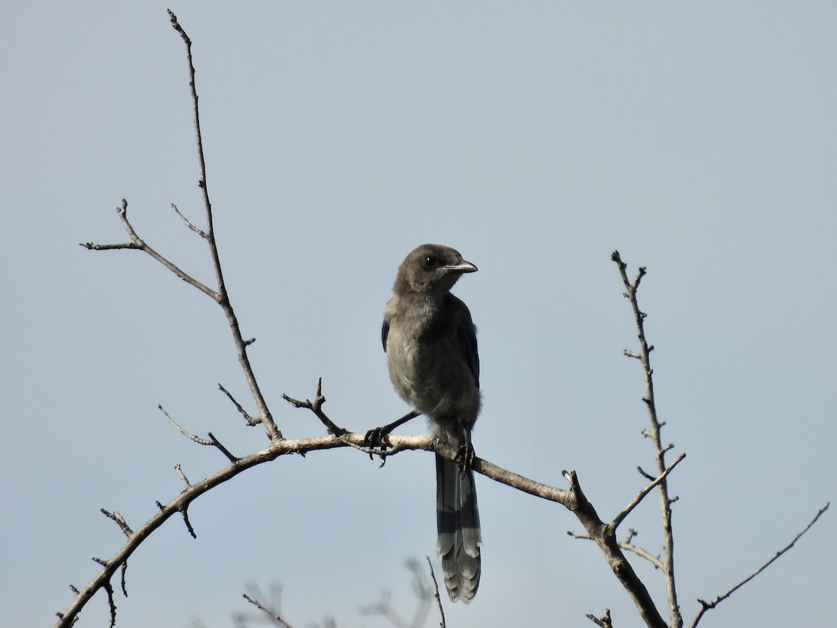 Florida Scrub-Jay - ML620274510