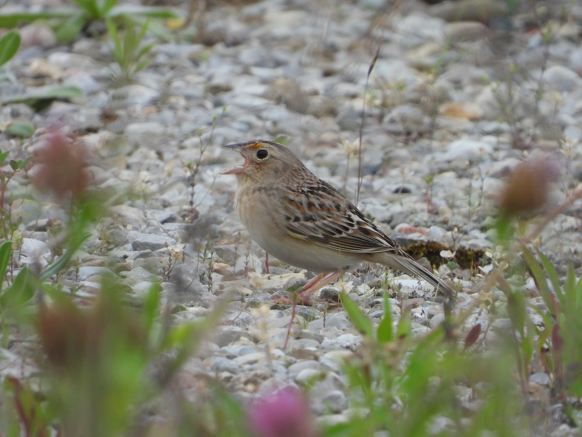 Grasshopper Sparrow - ML620274518