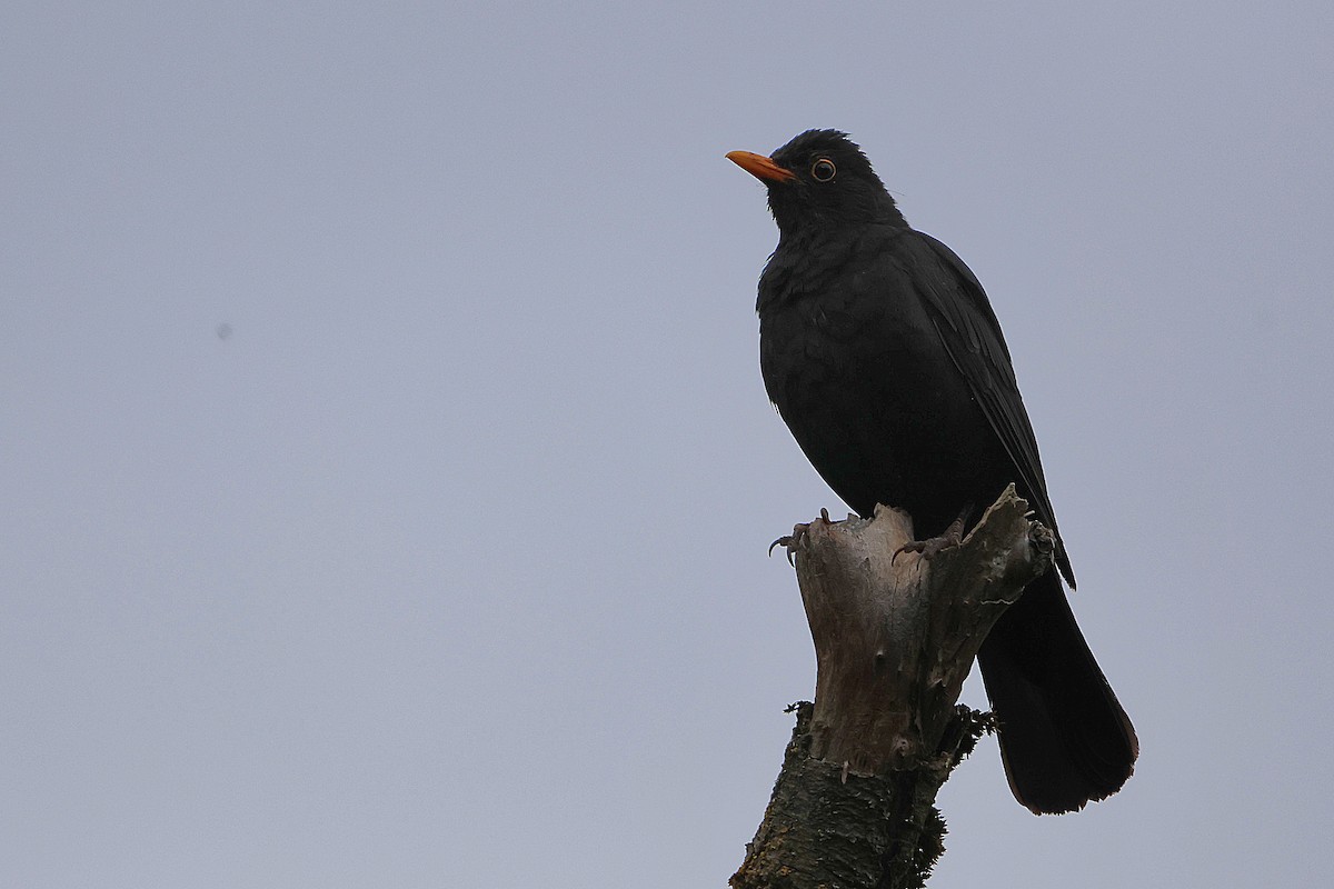 Eurasian Blackbird - ML620274519