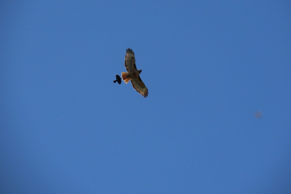 Red-tailed Hawk - ML620274525