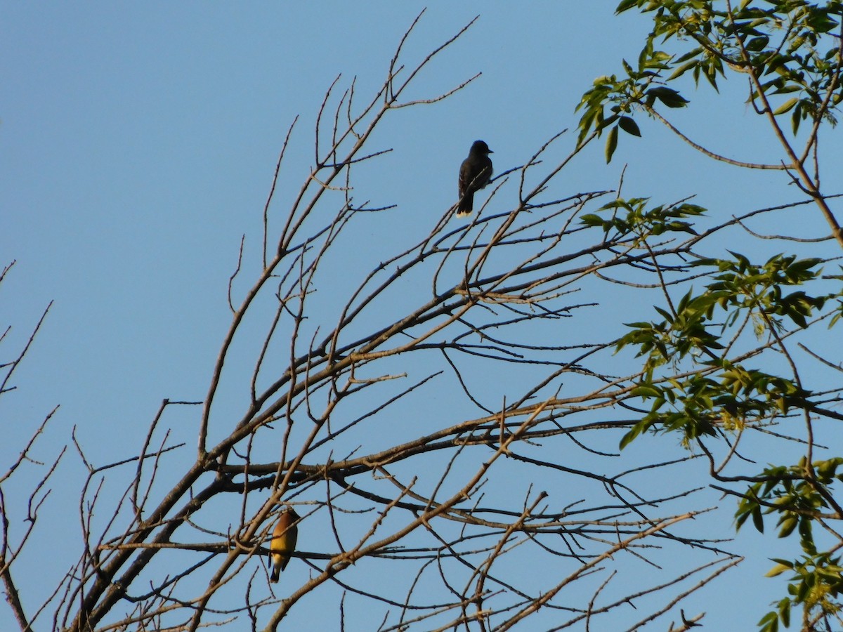 Eastern Kingbird - ML620274526