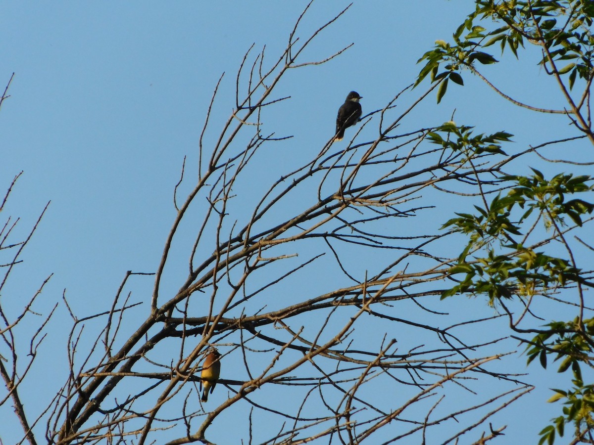 Eastern Kingbird - ML620274528