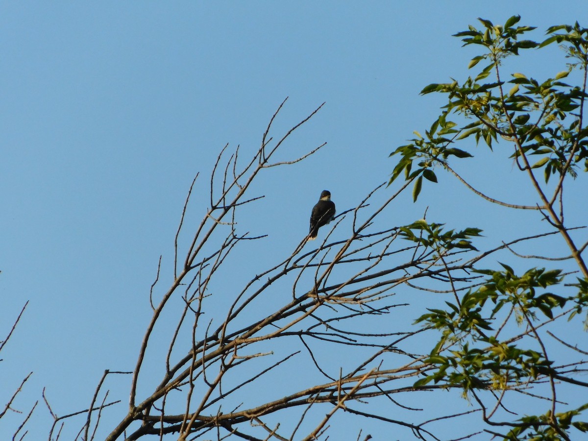 Eastern Kingbird - ML620274529