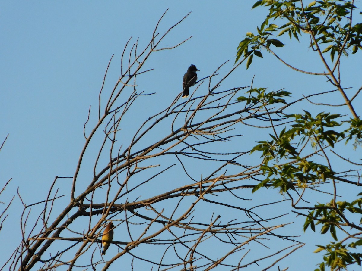 Eastern Kingbird - ML620274531