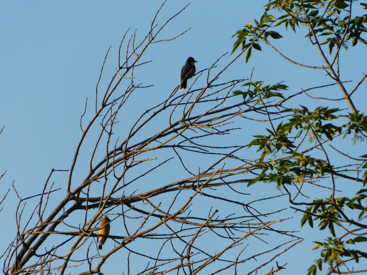 Eastern Kingbird - ML620274532