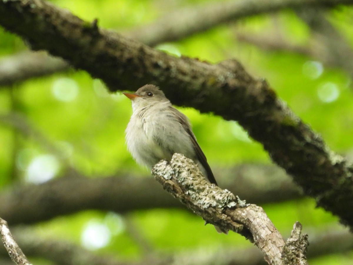 Eastern Wood-Pewee - ML620274535