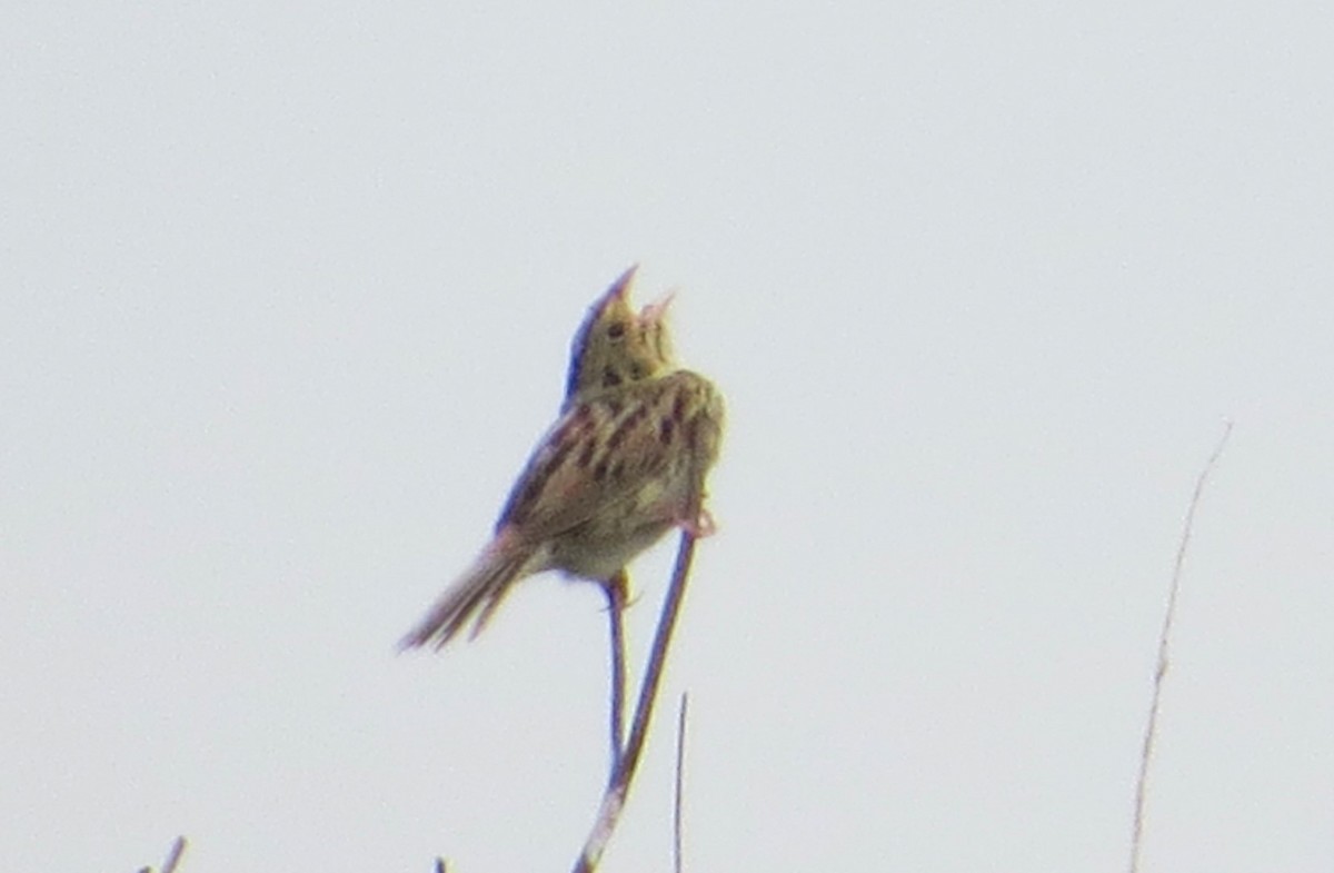 Henslow's Sparrow - ML620274537