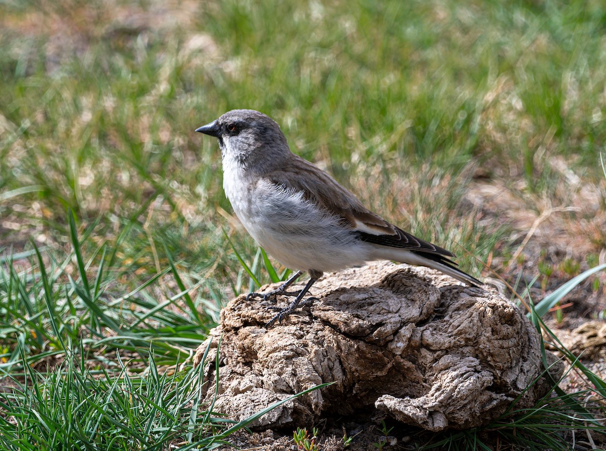 White-winged Snowfinch - ML620274540