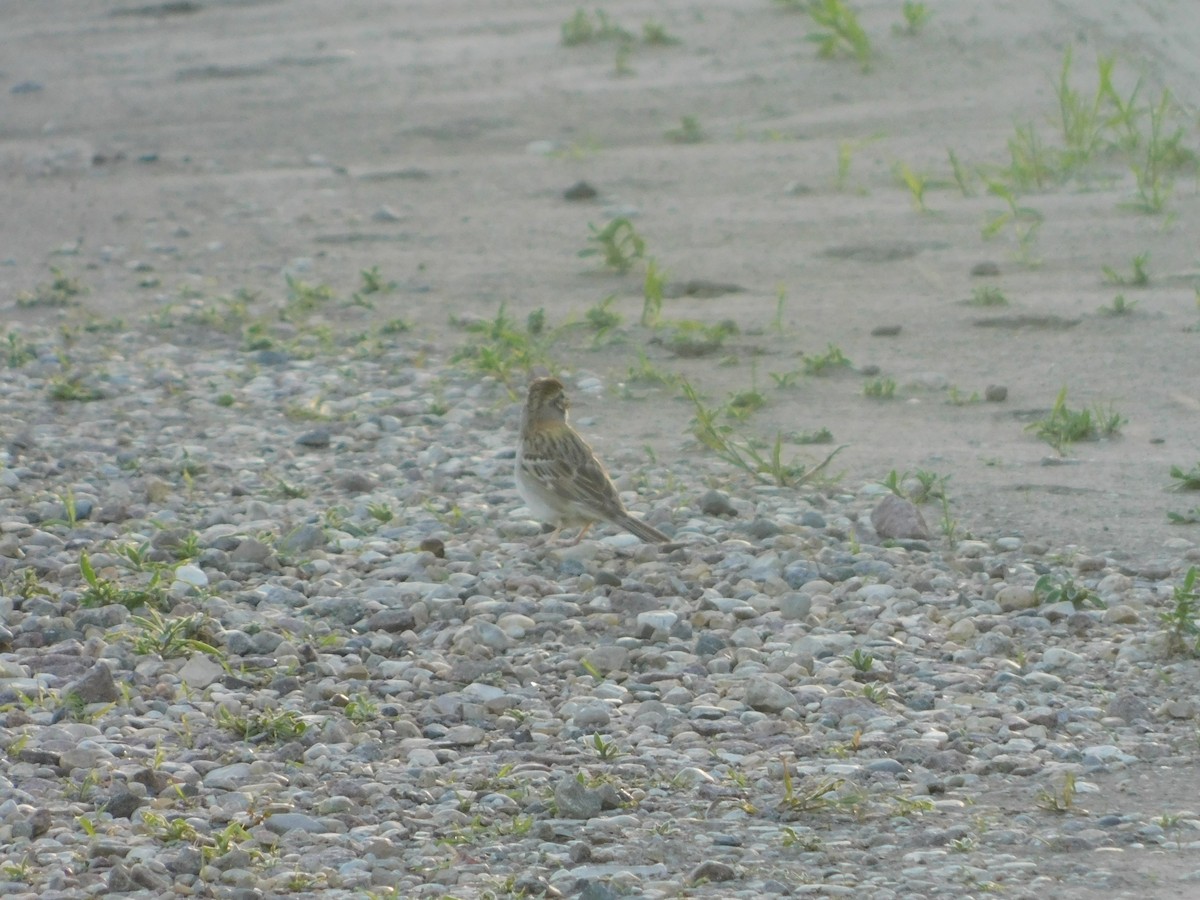 Lark Sparrow - ML620274548