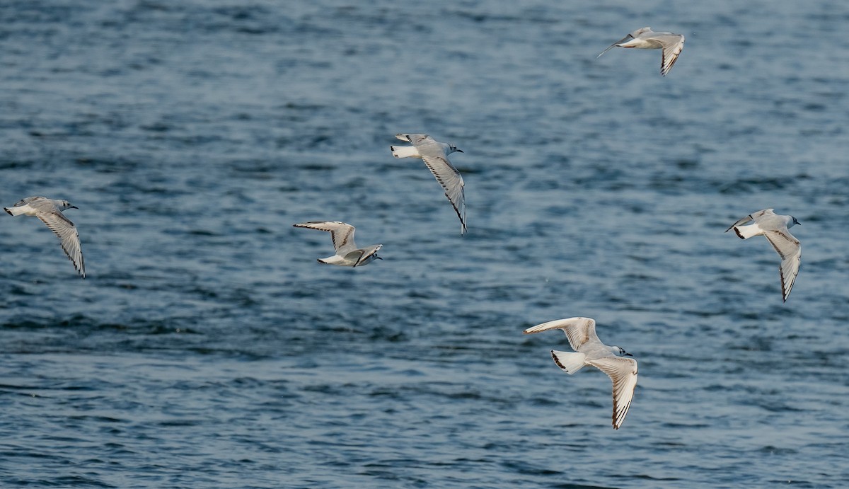 Bonaparte's Gull - ML620274555