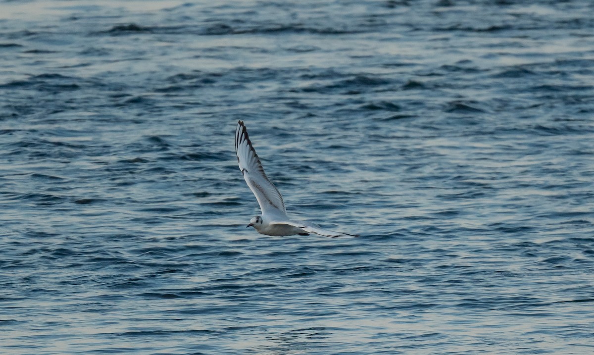 Bonaparte's Gull - ML620274557