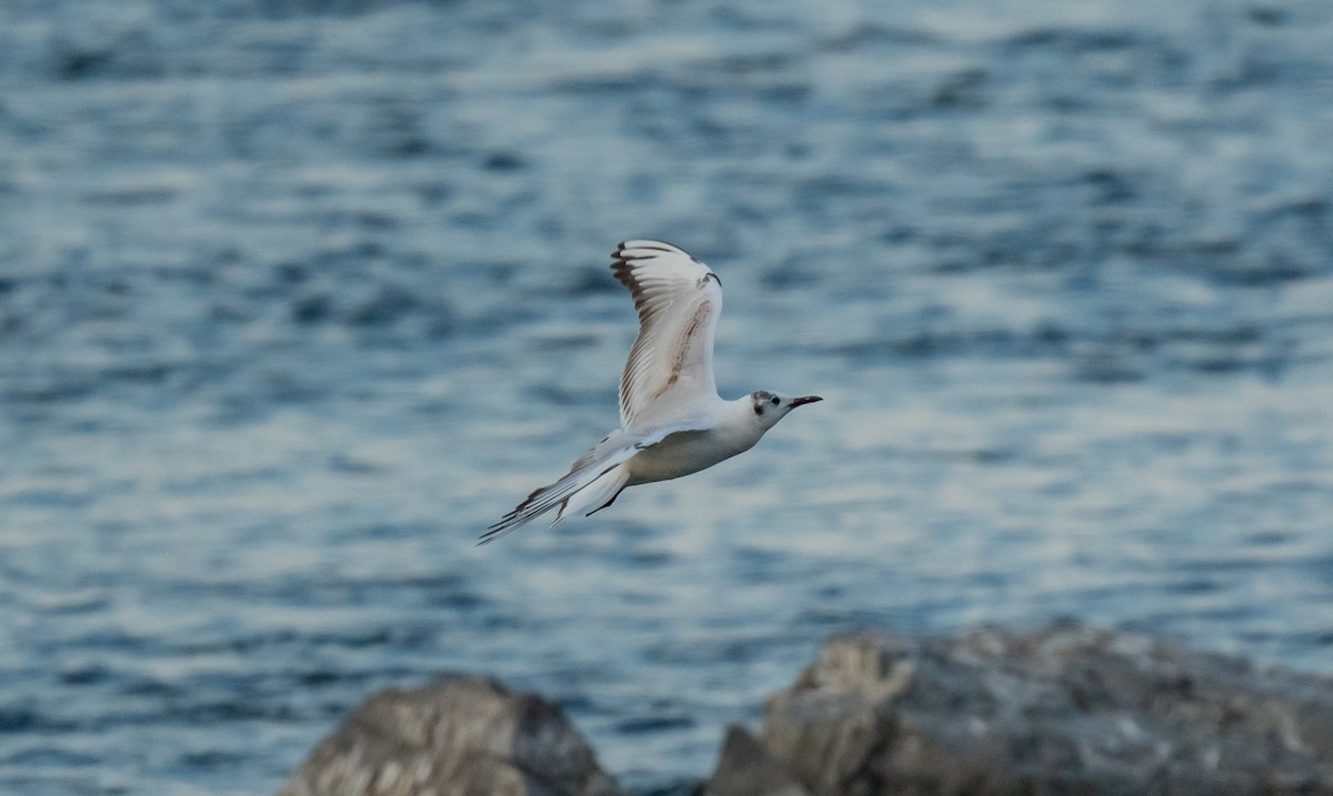 Bonaparte's Gull - ML620274558