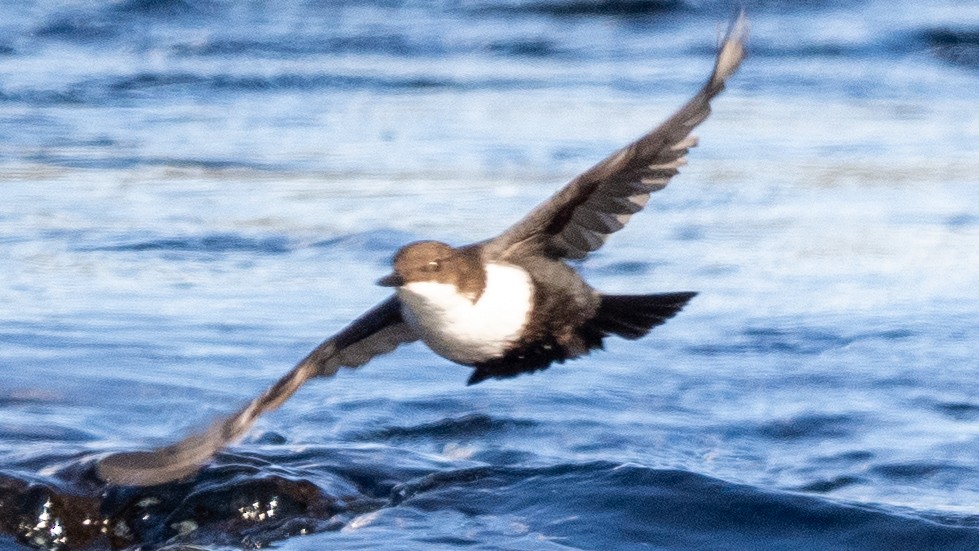 White-throated Dipper - ML620274570