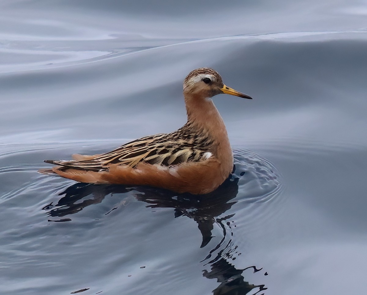 Red Phalarope - ML620274573