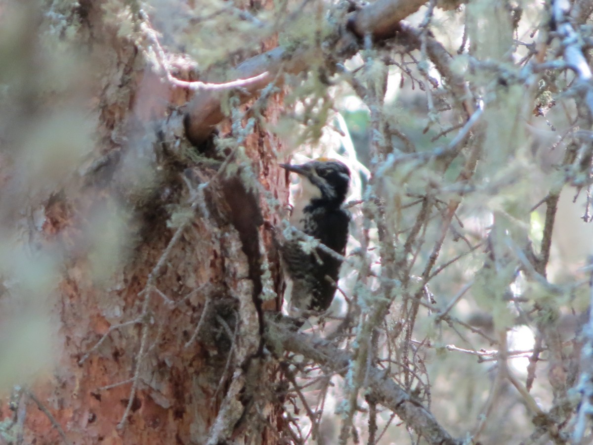 American Three-toed Woodpecker - ML620274574