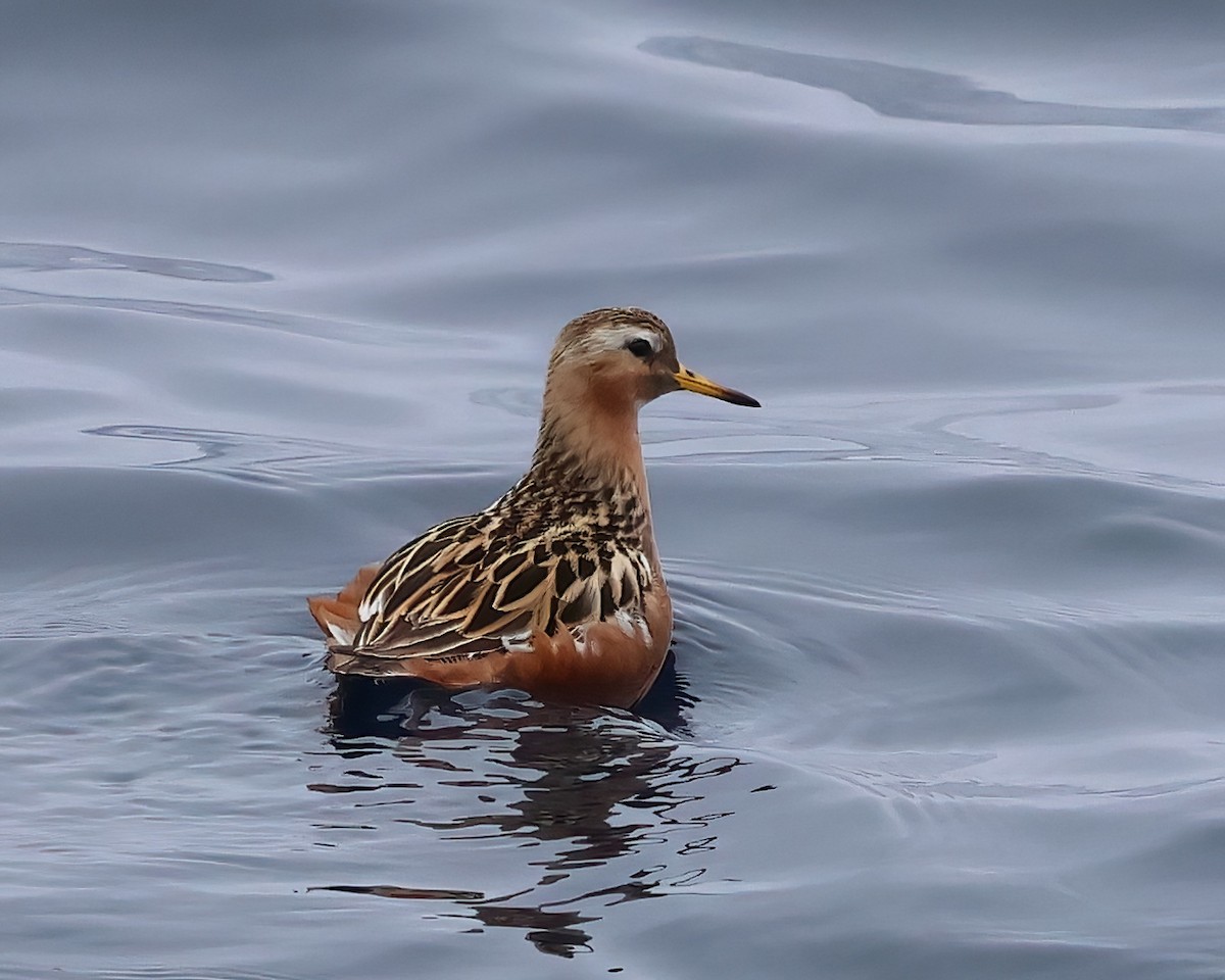 Red Phalarope - ML620274576