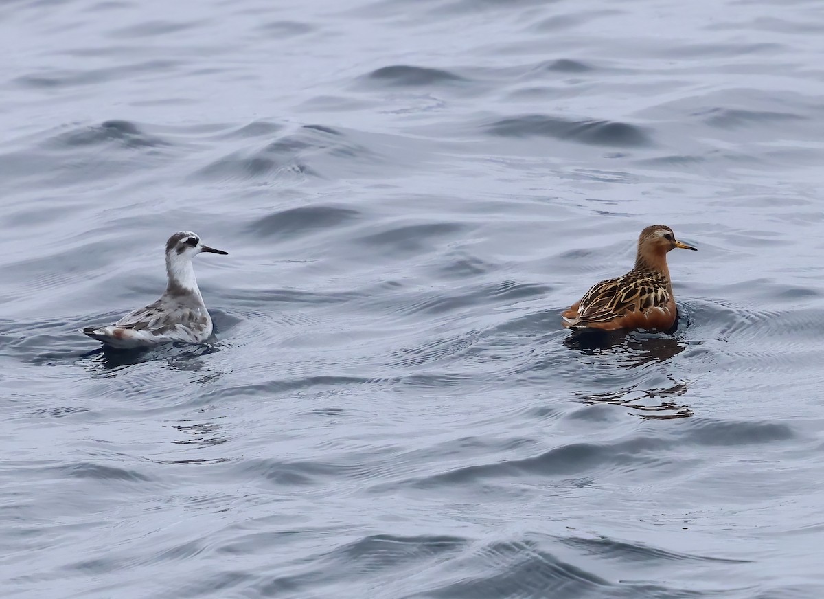 Red Phalarope - ML620274577