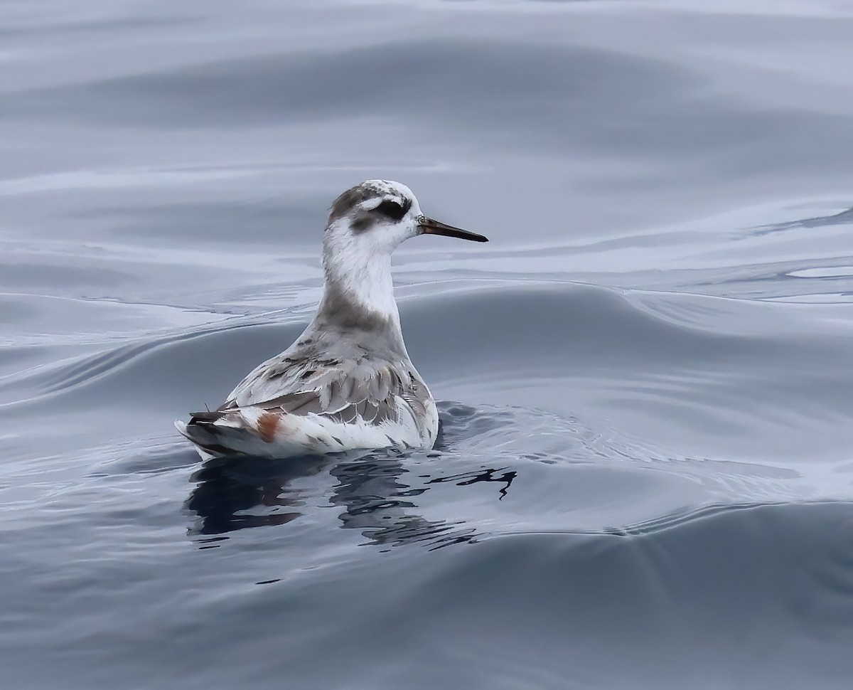 Red Phalarope - ML620274579