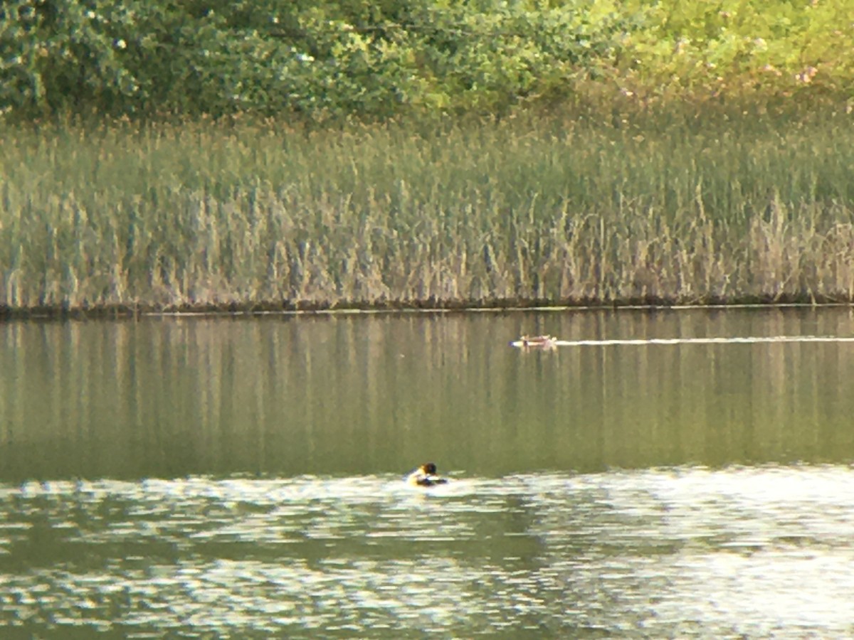 Common Goldeneye - ML620274582