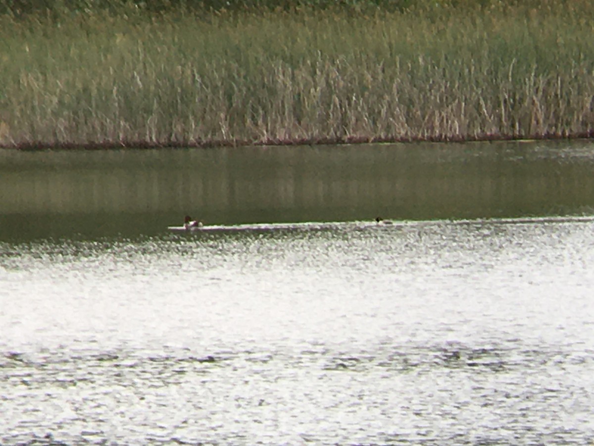 Common Goldeneye - ML620274584