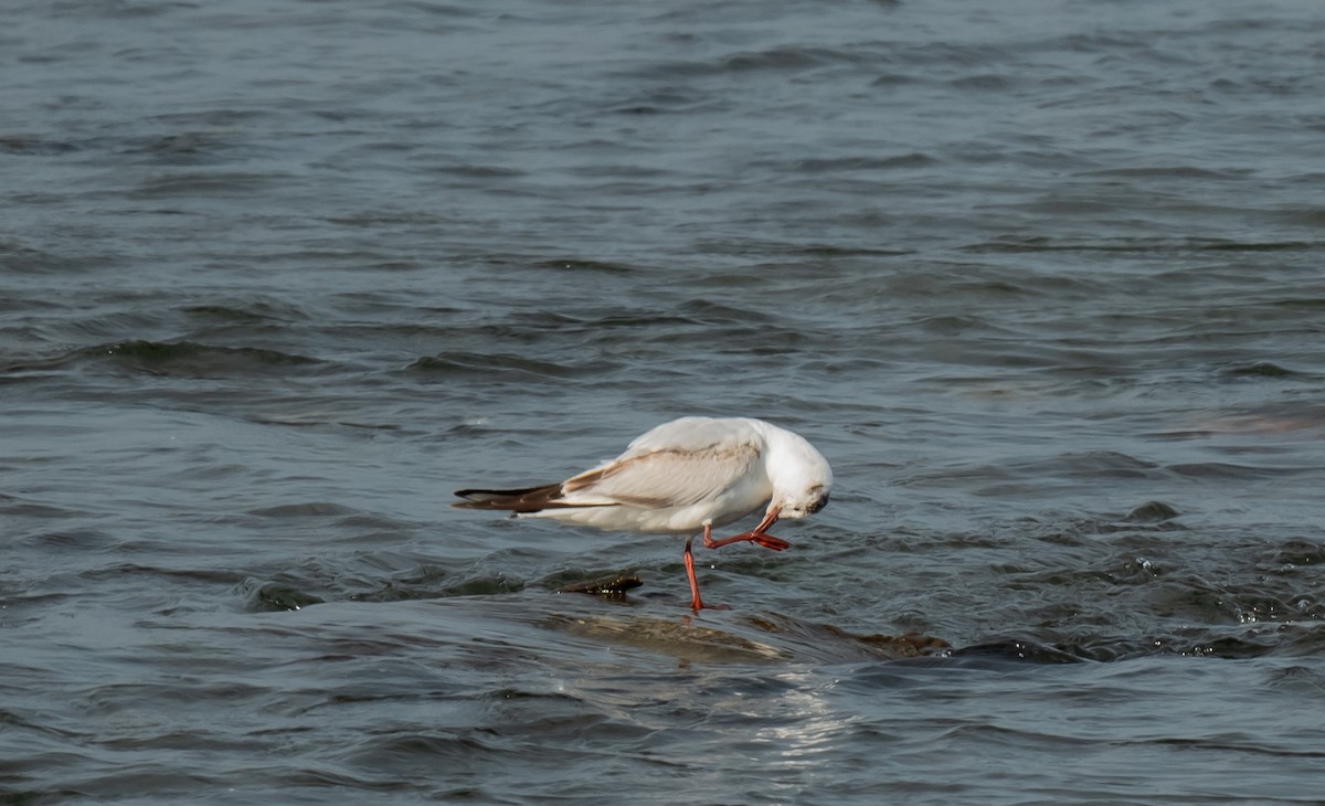 Black-headed Gull - ML620274588