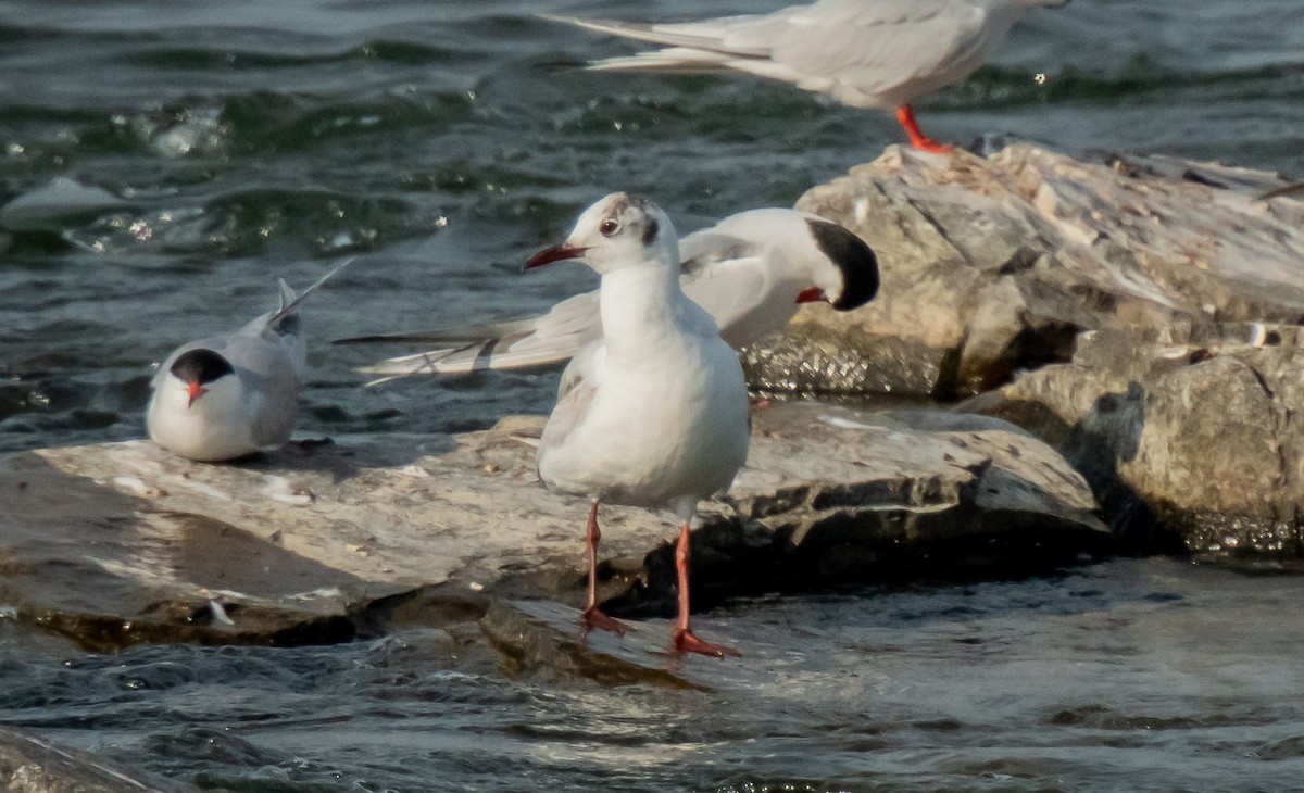 Mouette rieuse - ML620274592