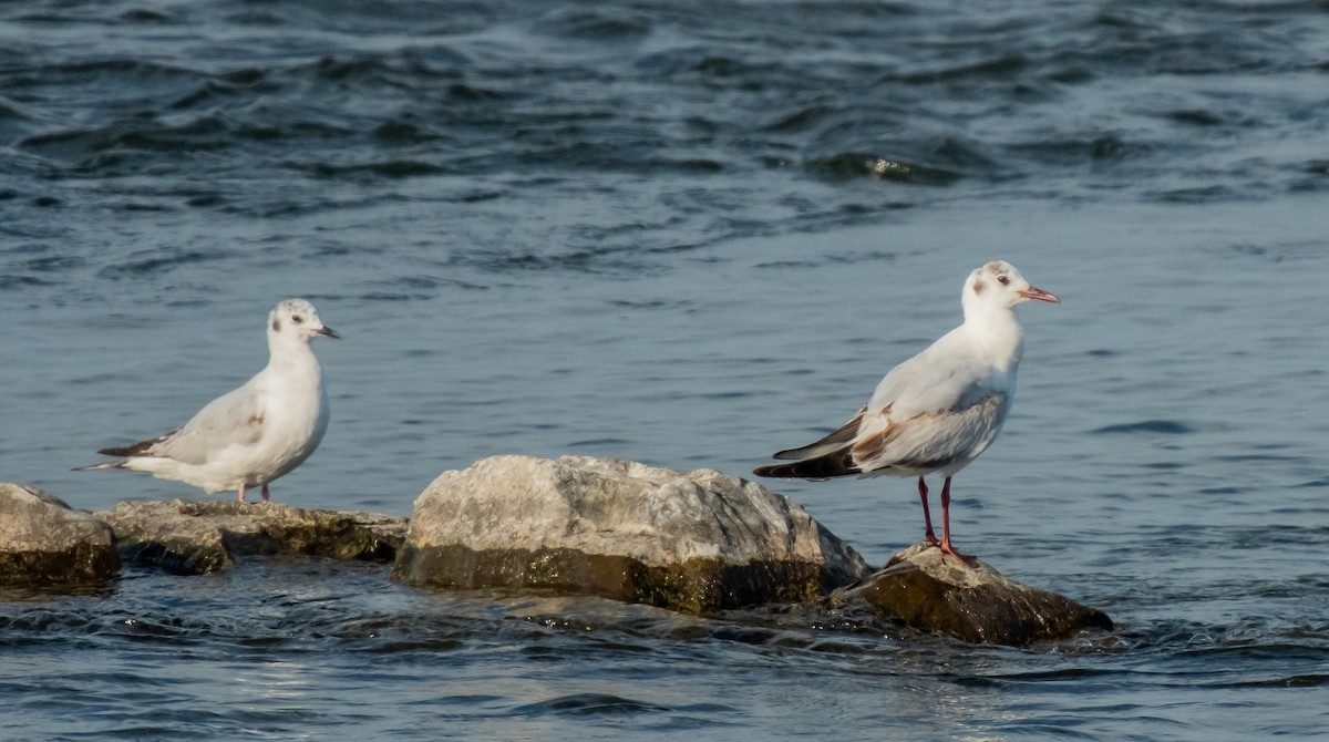 Black-headed Gull - ML620274595