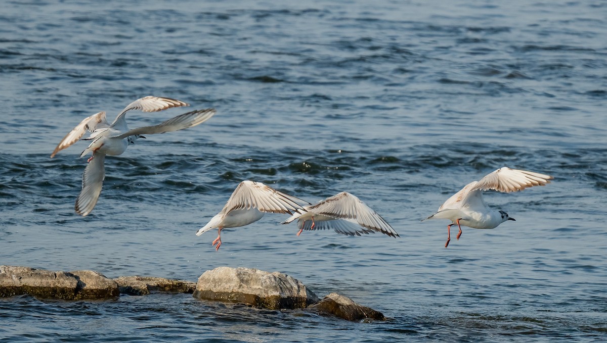 Black-headed Gull - ML620274596