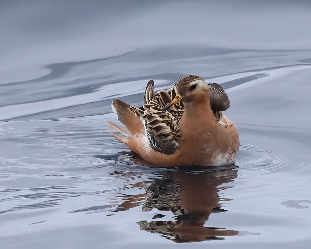 Red Phalarope - ML620274599