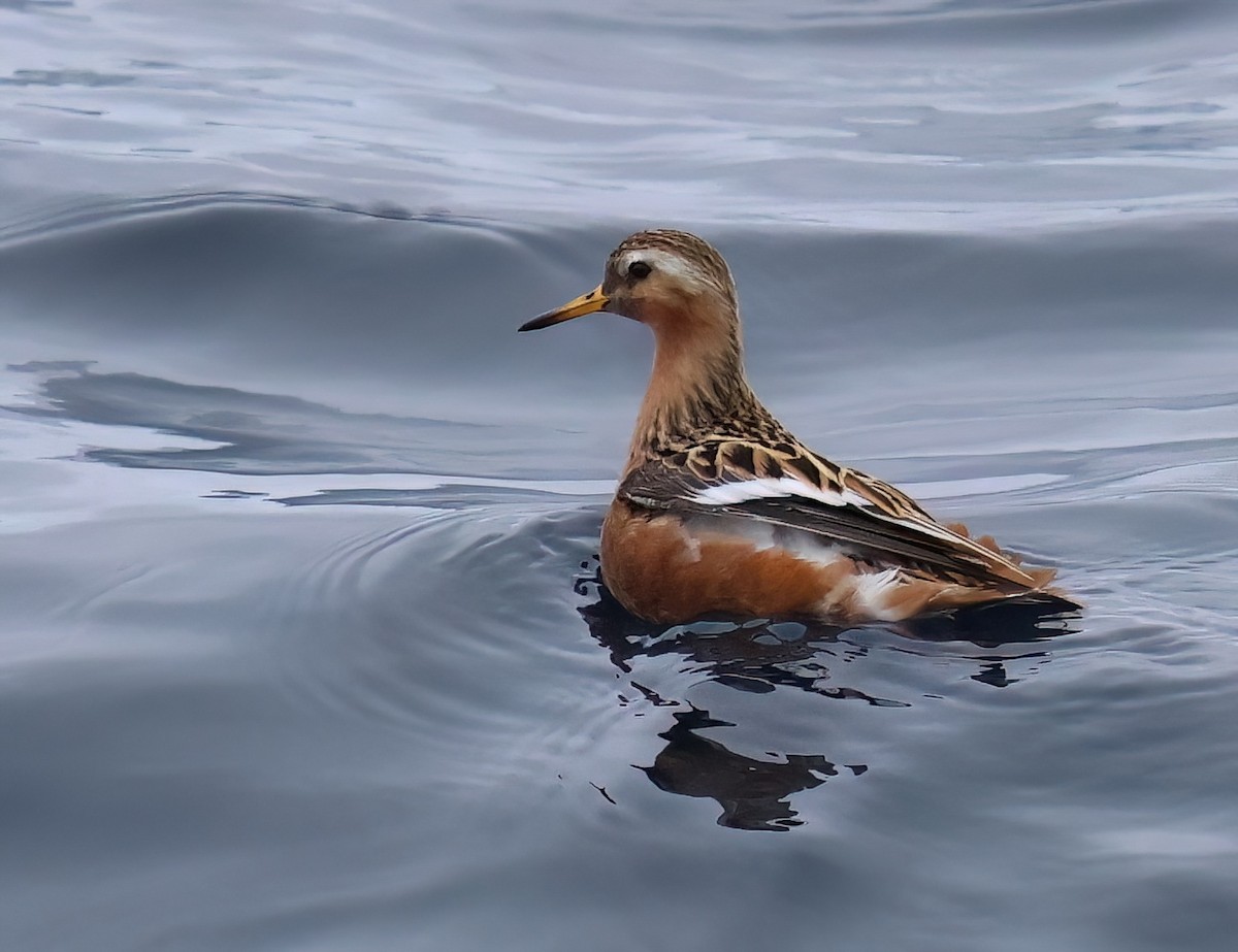 Red Phalarope - ML620274602