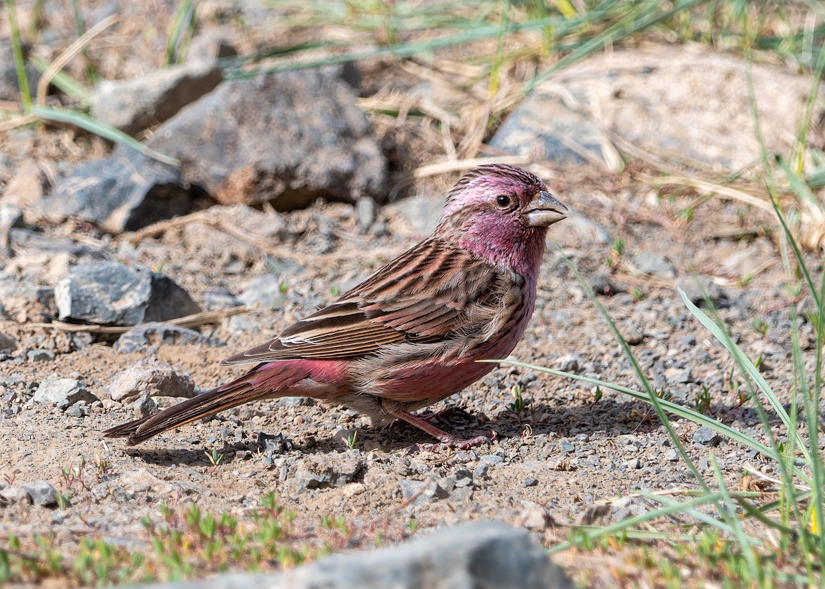 Himalayan Beautiful Rosefinch - ML620274605