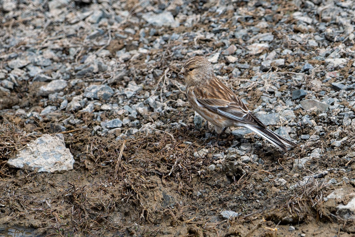 Twite - ML620274610