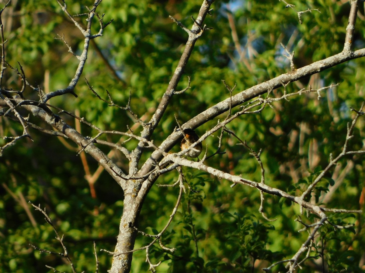 American Redstart - ML620274614