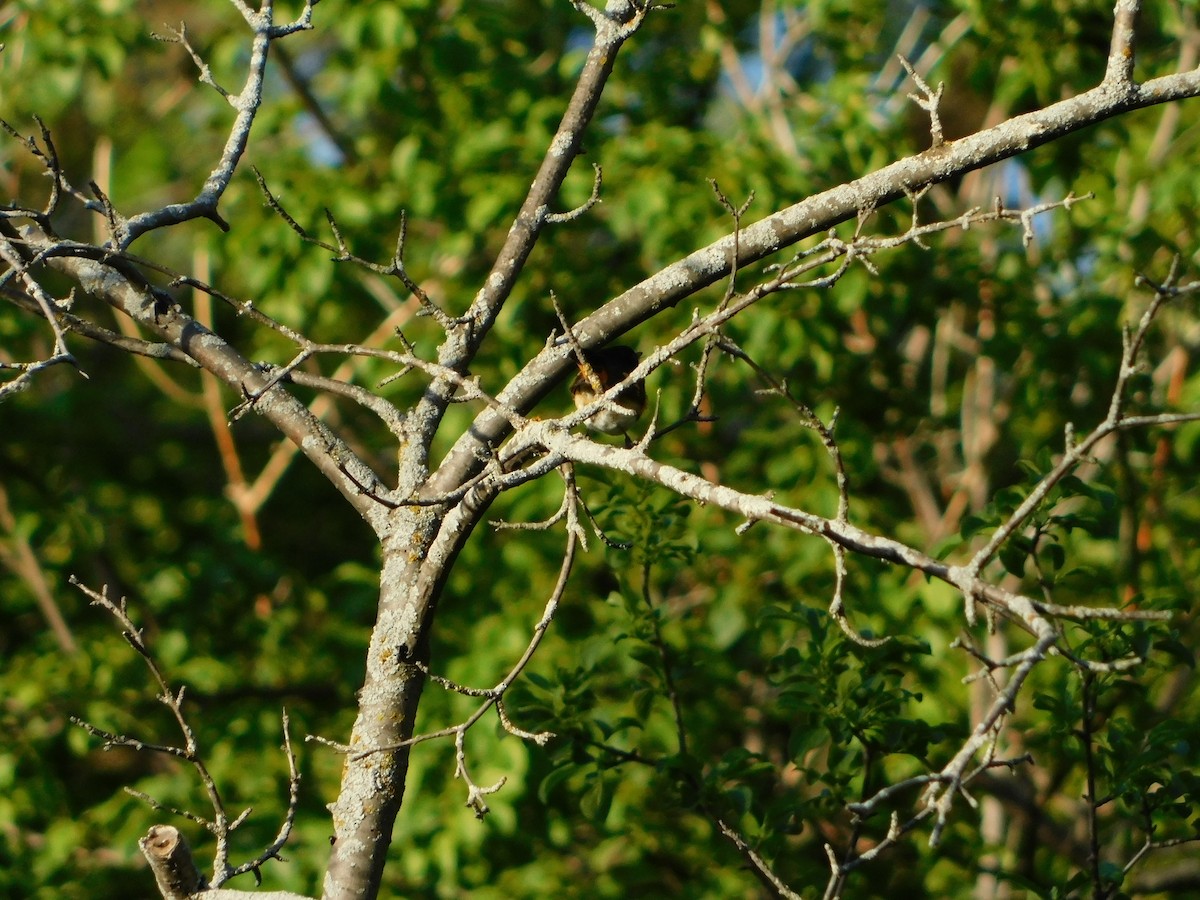 American Redstart - ML620274615