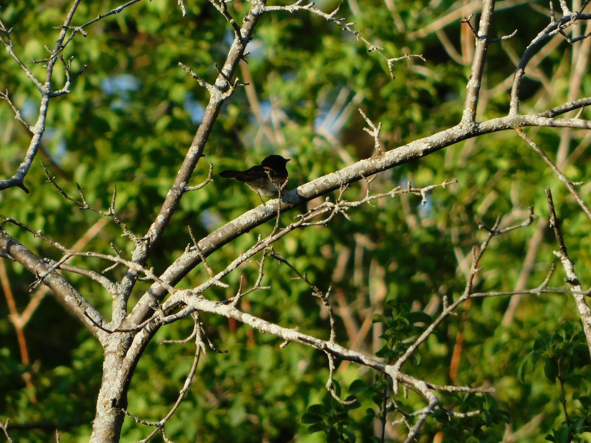 American Redstart - ML620274616