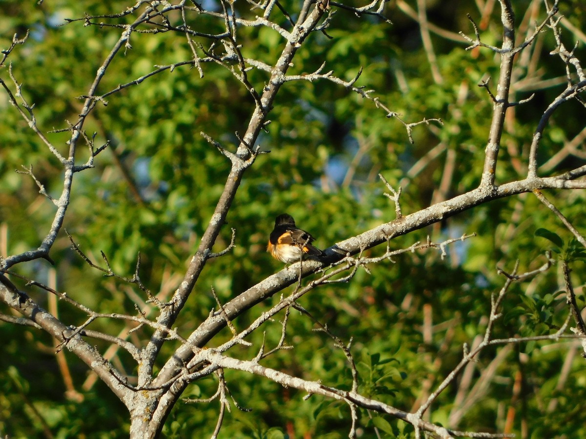 American Redstart - ML620274620