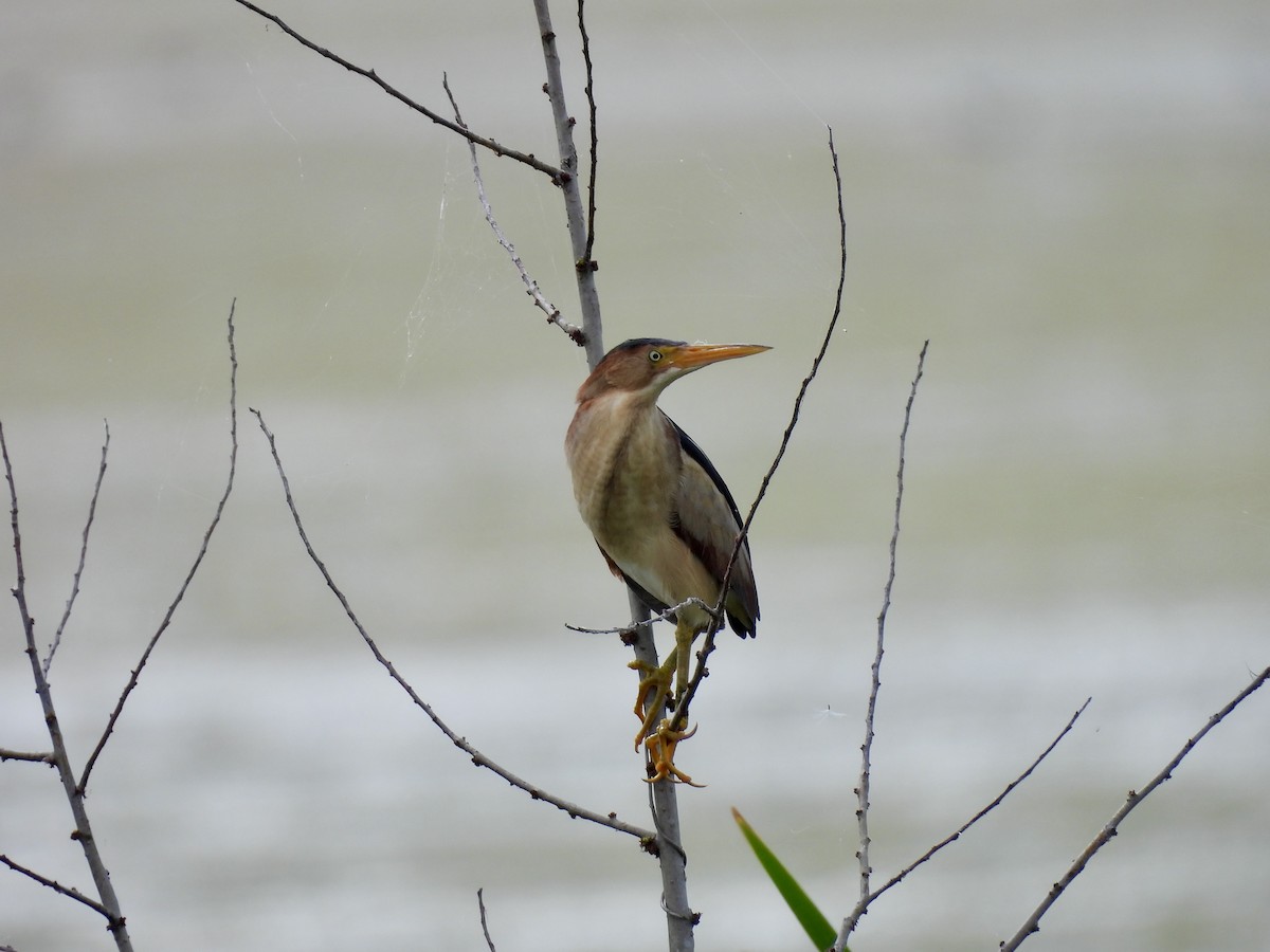 Least Bittern - ML620274621