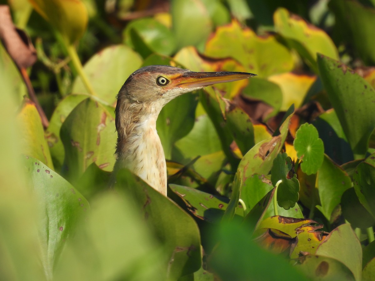 Least Bittern - ML620274622