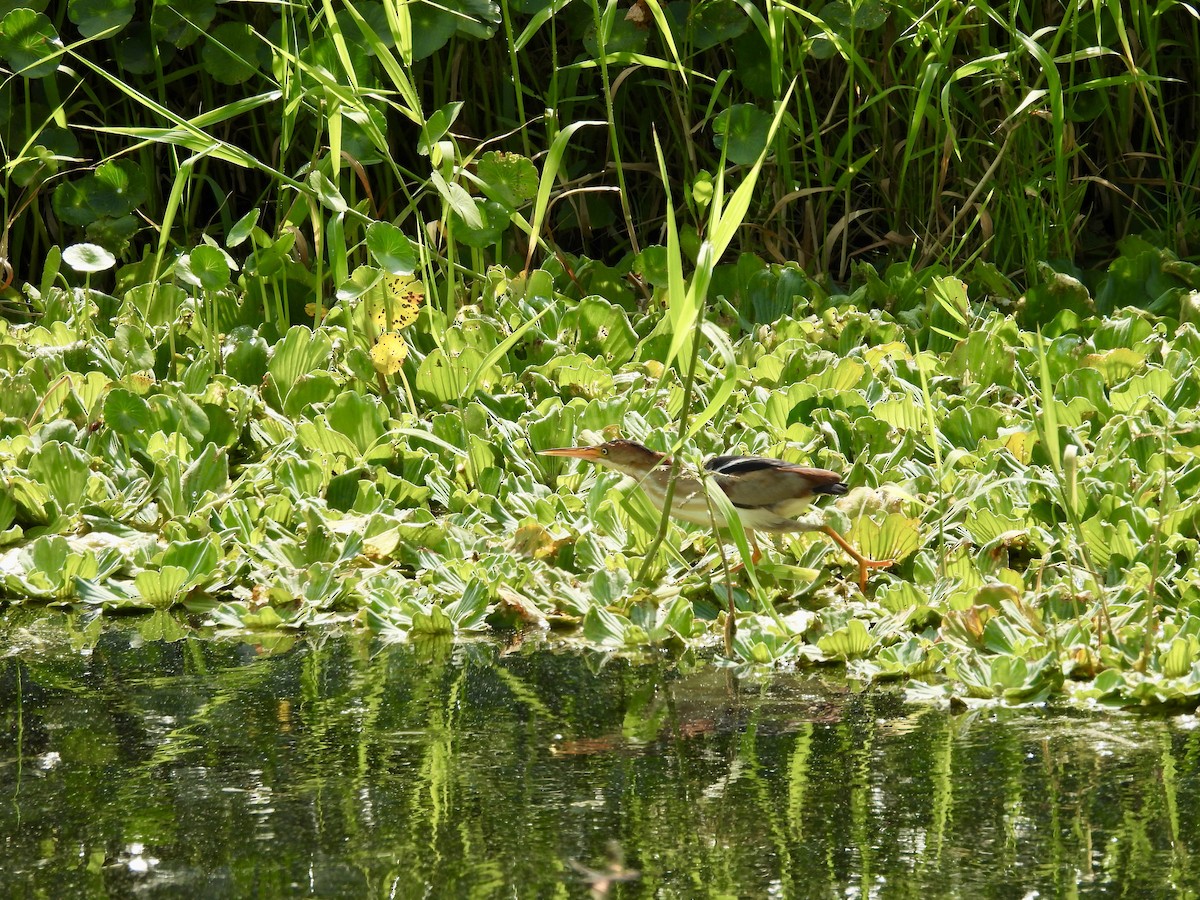 Least Bittern - ML620274623