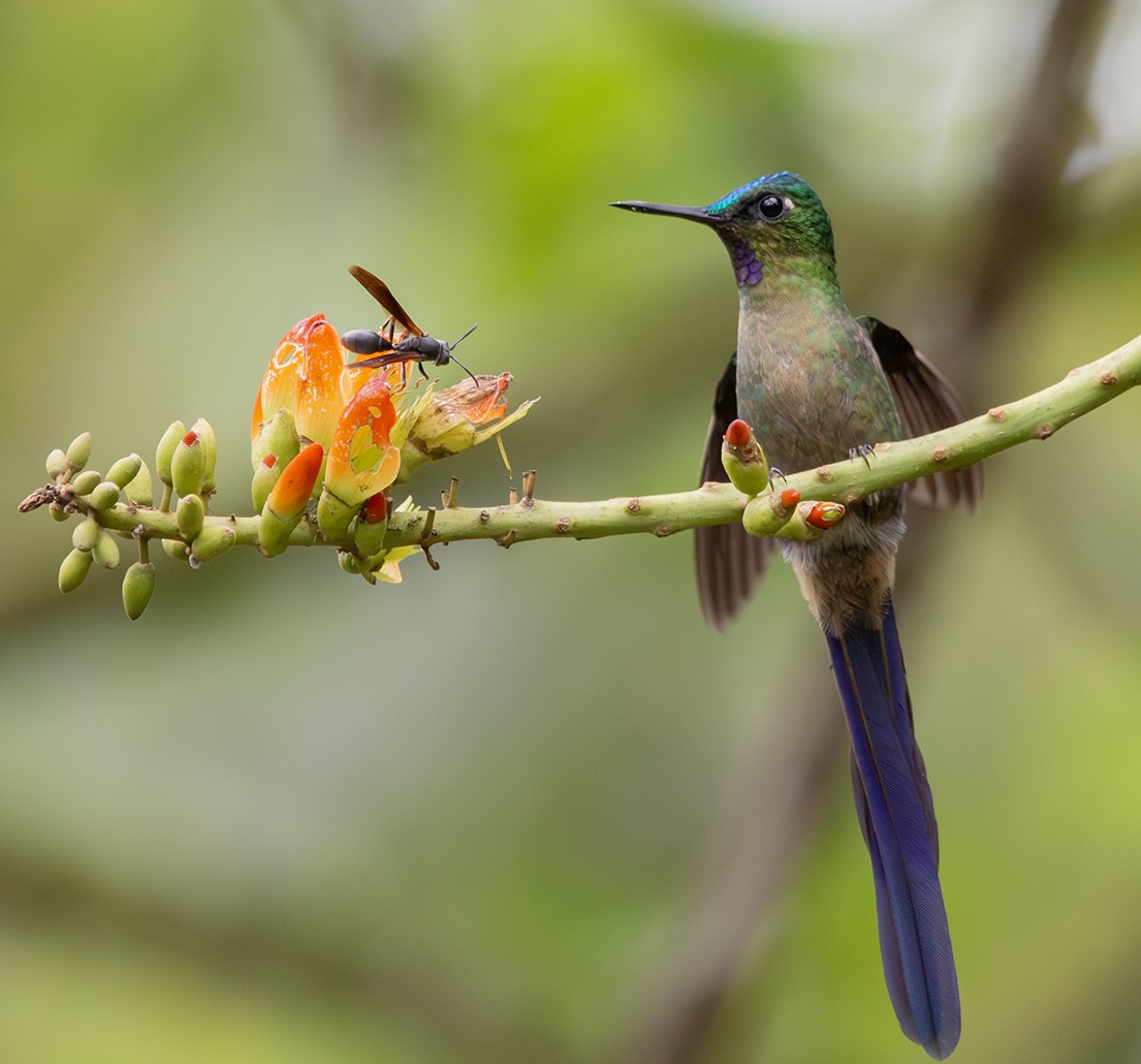 Violet-tailed Sylph - ML620274635