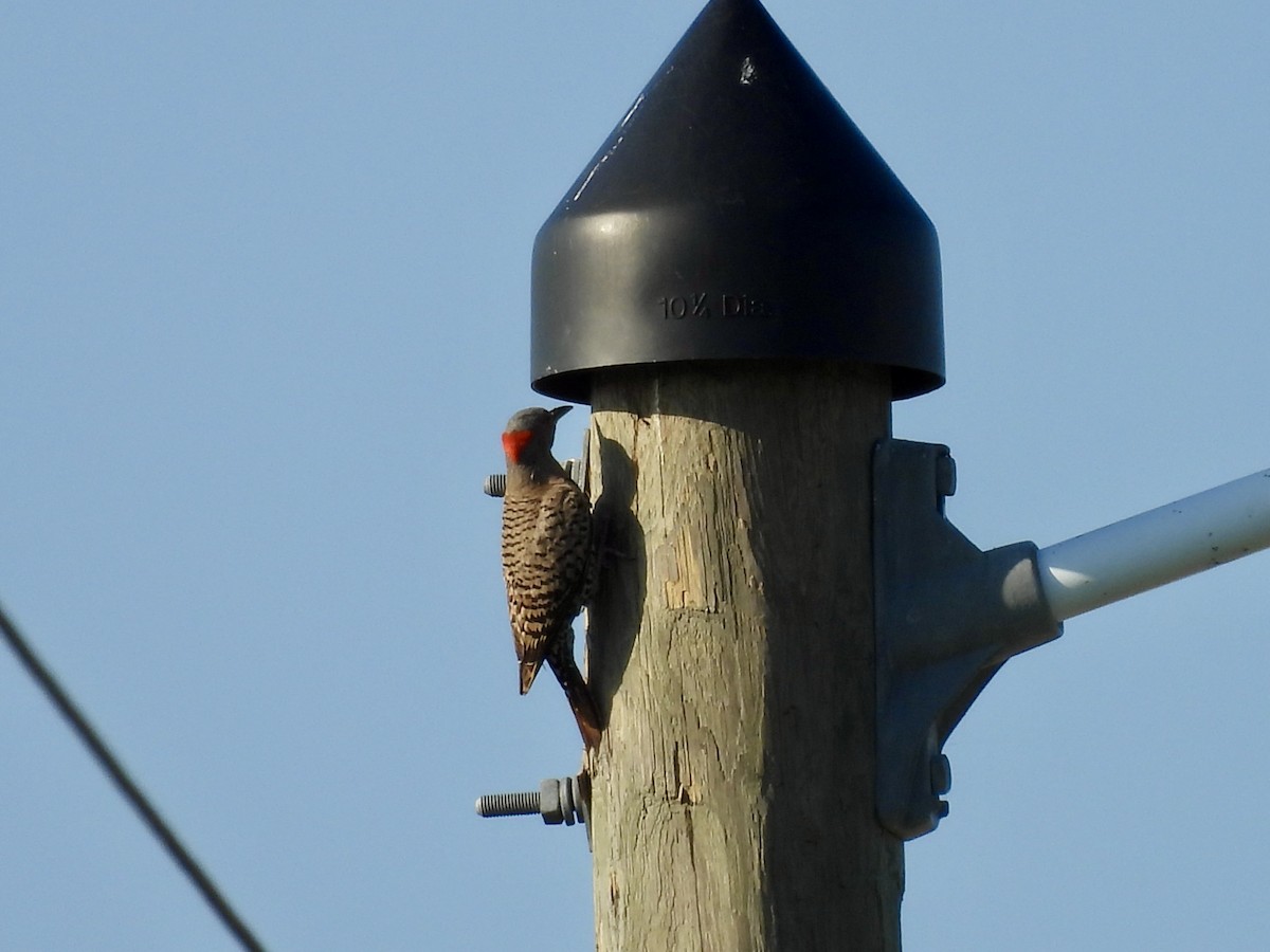 Northern Flicker - ML620274637