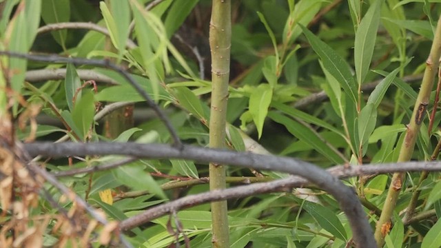 Two-barred Warbler - ML620274639