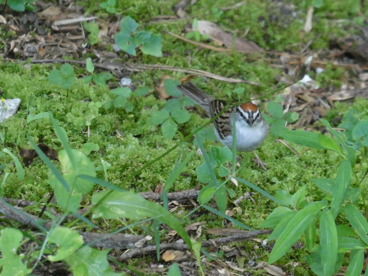 Chipping Sparrow - ML620274641