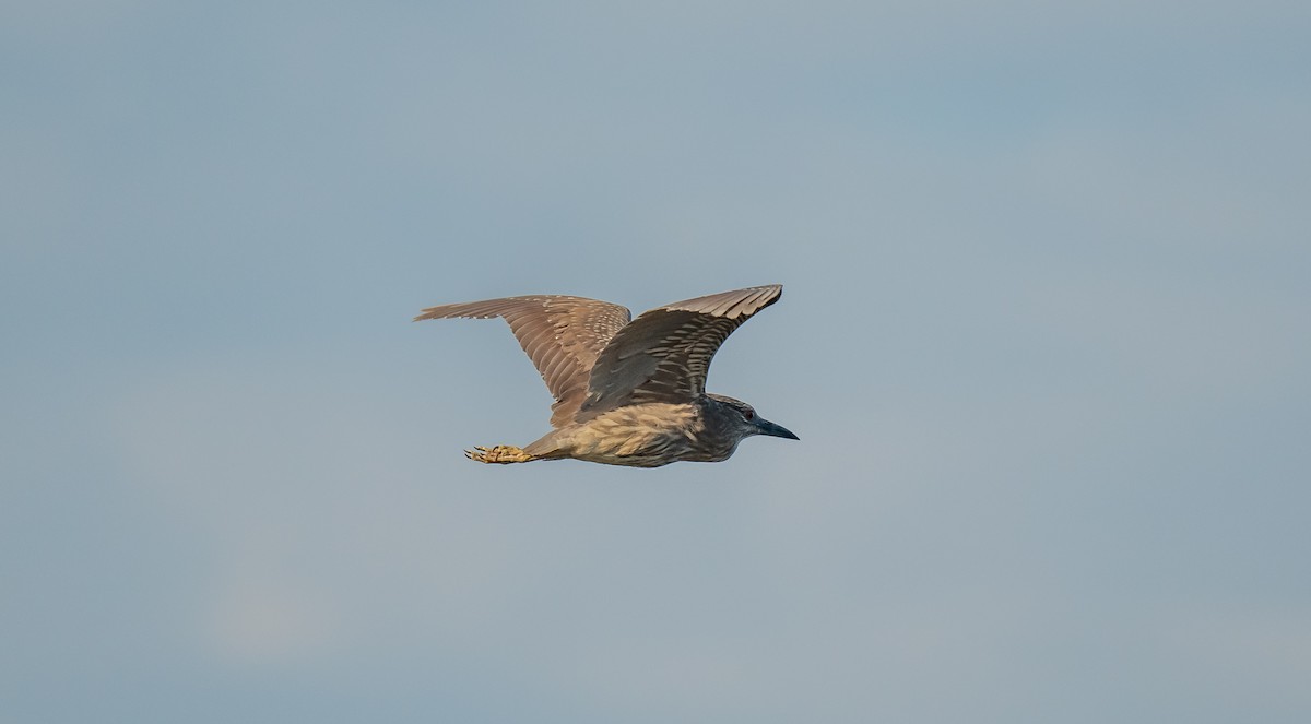 Black-crowned Night Heron - ML620274642