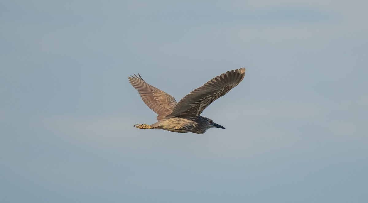 Black-crowned Night Heron - ML620274643