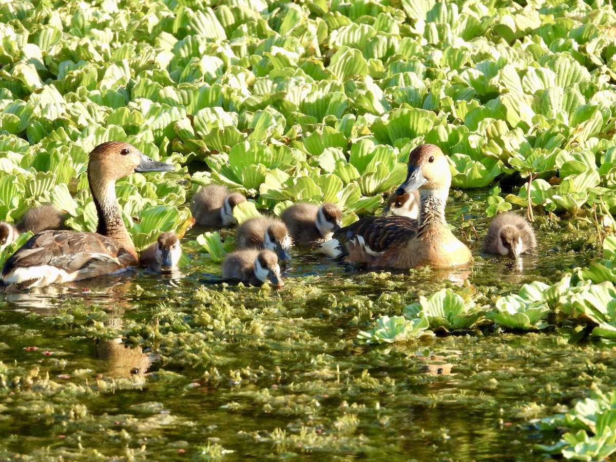 Fulvous Whistling-Duck - ML620274650