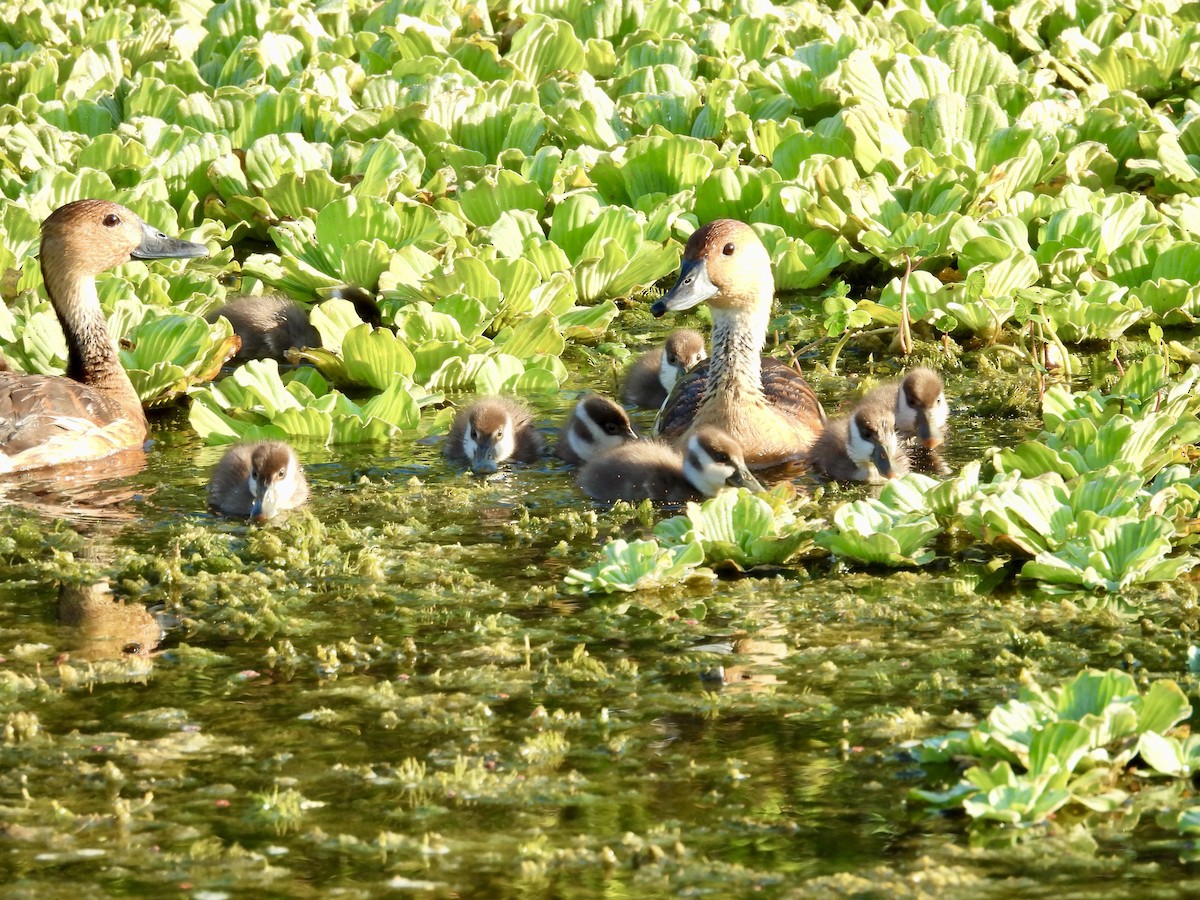 Fulvous Whistling-Duck - ML620274651